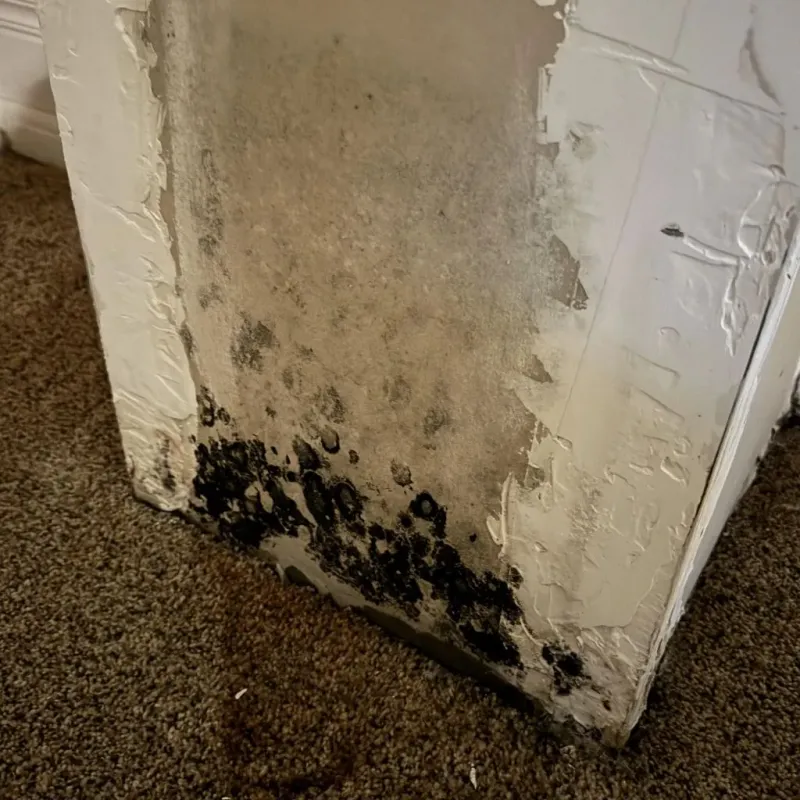 Professional Mold Removal in Blairsville, PA